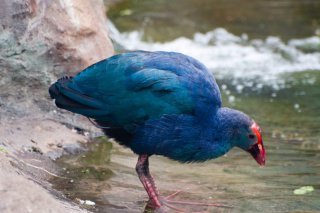 ptica Takahe