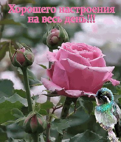 анимированная открытка хорошего настроения