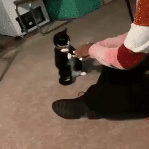 ЧудоКотенок