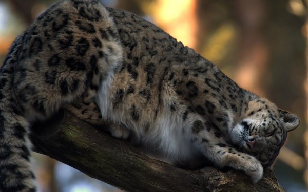 ComputerDesktopWallpapersCollection1822 053