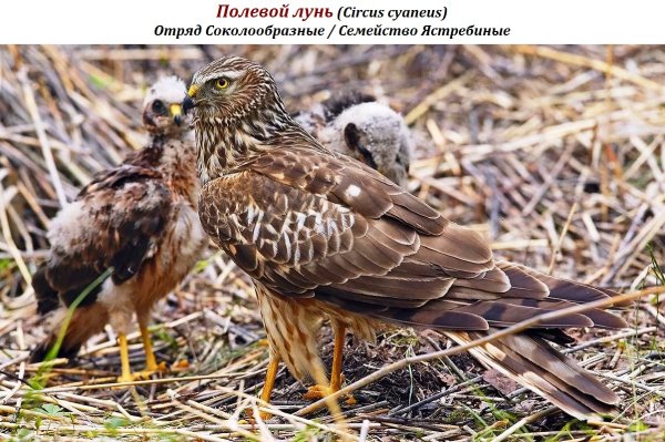 Полевой лунь (Circus cyaneus)