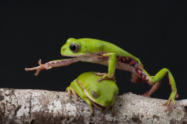 Perereca-macaco - Phyllomedusa rohdei