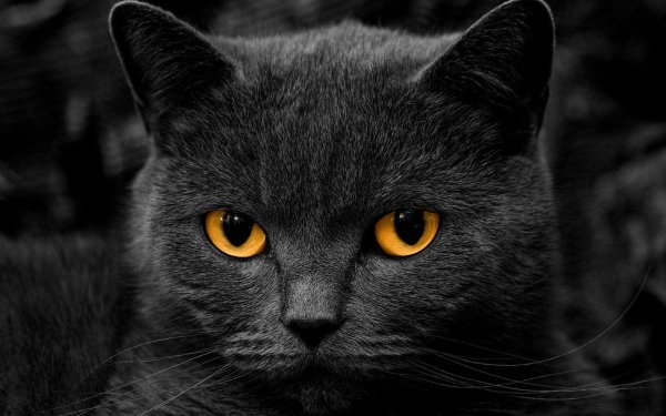 Black-Cat-Wallpaper-Free-Download
