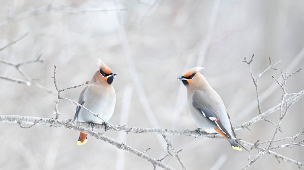 WinterWaxwings ROW5231052812 UHD