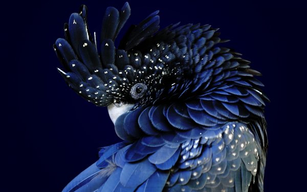 Glorious Blue