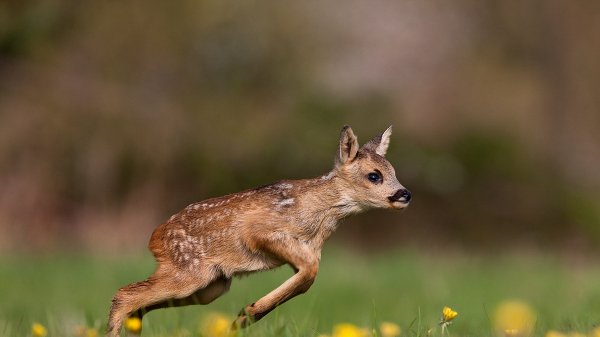 Fawn ROW8420643184 UHD