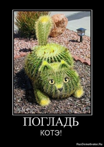 Погладь котэ