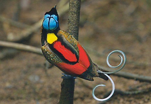Paradisaeidae