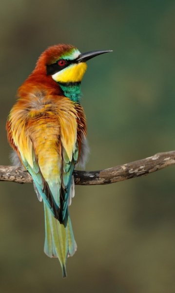 Золотистая щурка Merops apiaster