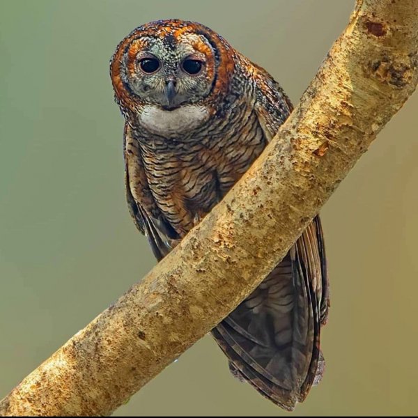 Манговая неясыть Mottled Wood Owl