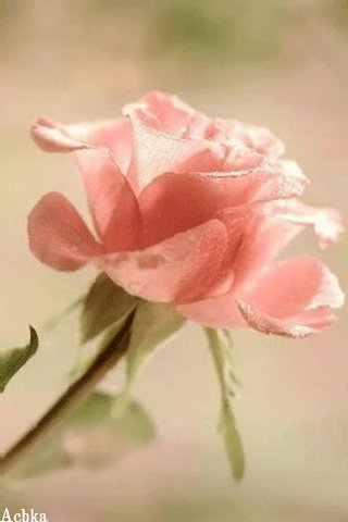 file_94062323