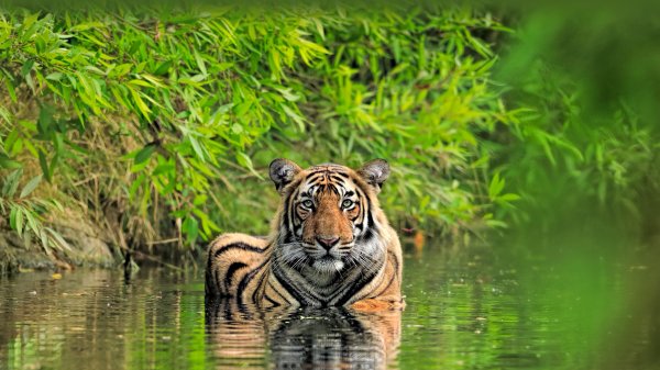 TigerIndia ROW3126282549 UHD