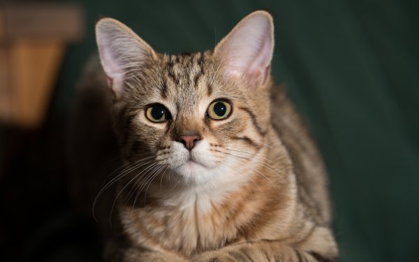 cat1473