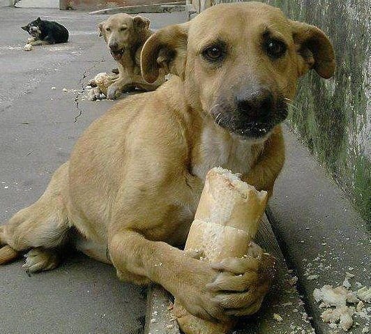 жить охото