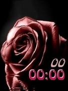 rose-1