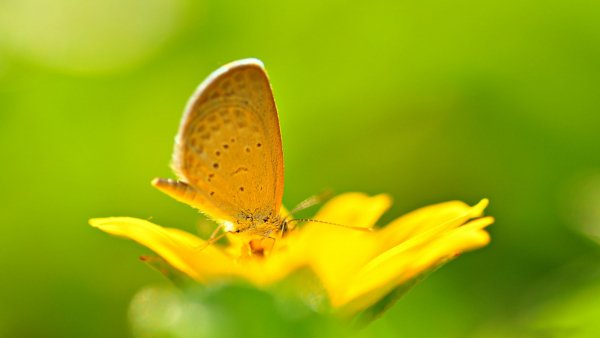 file_82727659