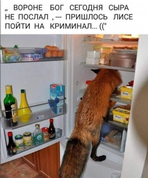 Лиса