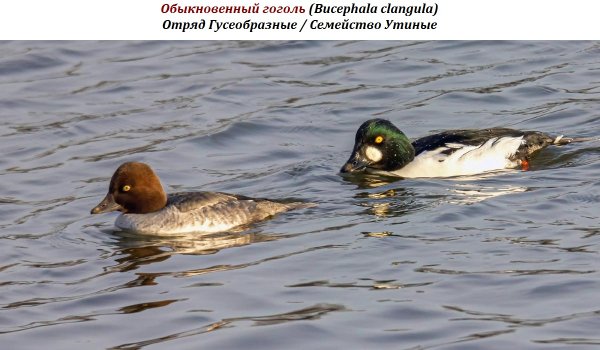 Обыкновенный гоголь (Bucephala clangula)