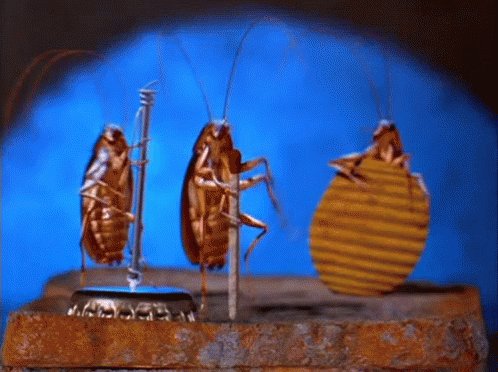 Bugs-bug