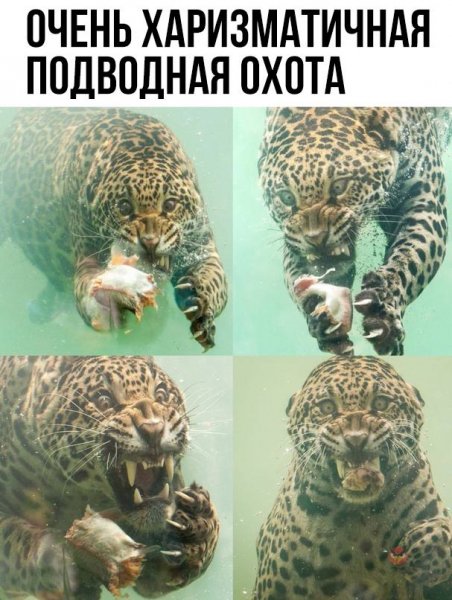CcNpYJThiKI