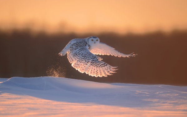 Polar Animals