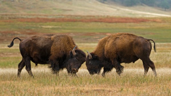 Бизоны в Винд-Кейв Bison Wind Cave UHD обои 4К