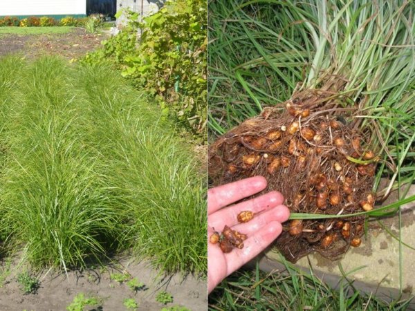 Чуфа (Cyperus esculentus)