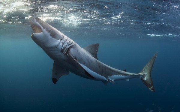 great-white-shark-priroda-more-