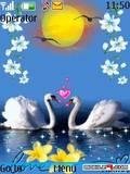 animated swans 4ac48c118180b