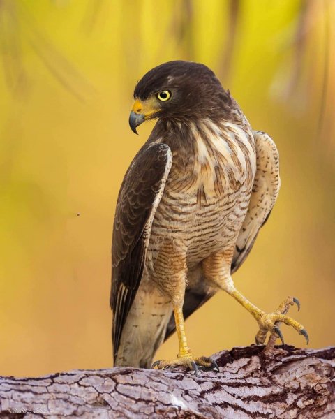 Дорожный канюк Roadside Hawk