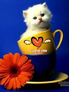 Cute kitty flower