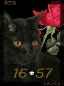 Cat and rose