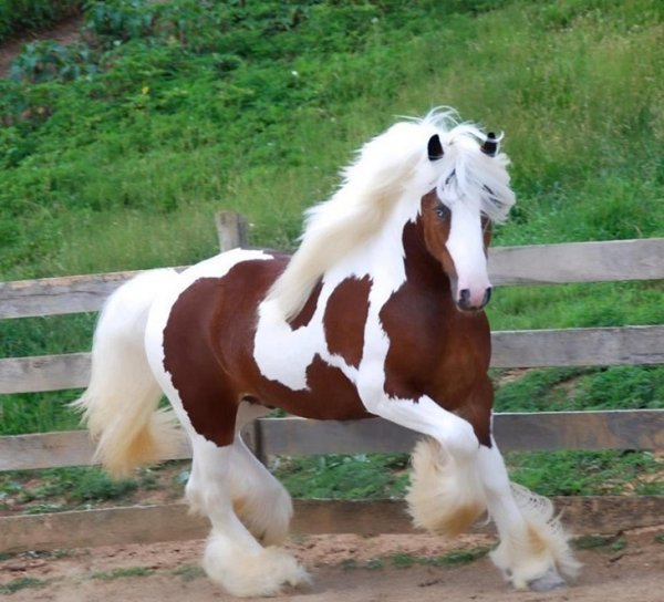 Клейдесдаль