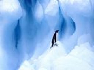 crazy penguin2