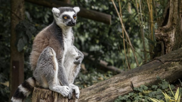 x1152 924502 lemur