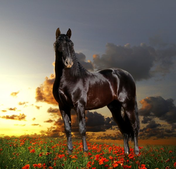 horse-6