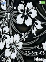 Black Hibiscus
