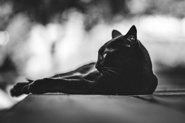 file_94261861