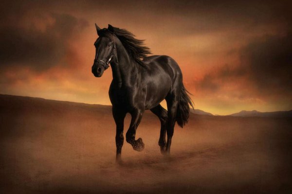 horse-165