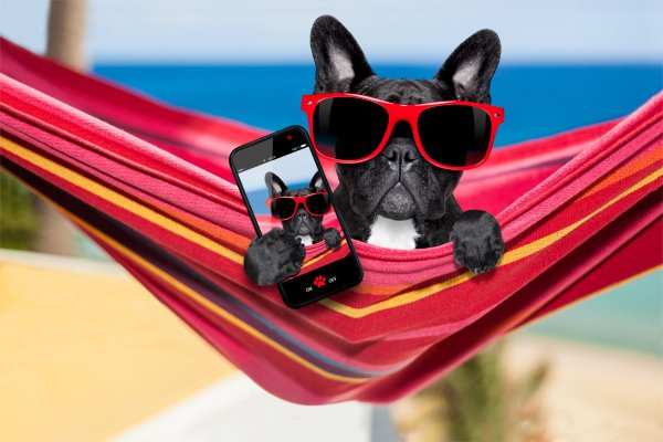 Dogs Bulldog Glasses Smartphone Funny 528930 5676x3784