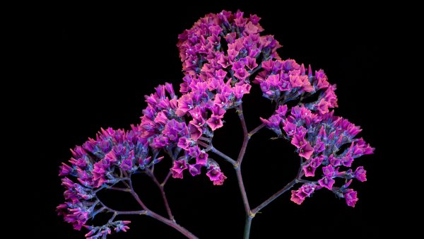 pink flowers macos mojave stock 4k 5k