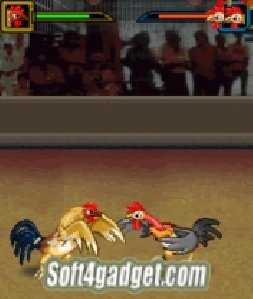 cock fighting warriors