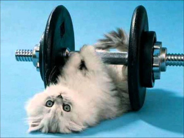 Котэ обои ПК