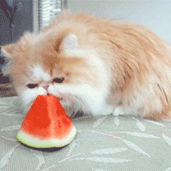 Ням ням