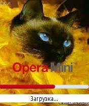 Cat by Storm