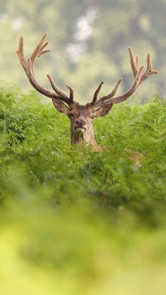 wallpaper 480x854 9 53