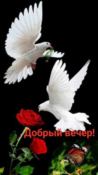 Добрый вечер