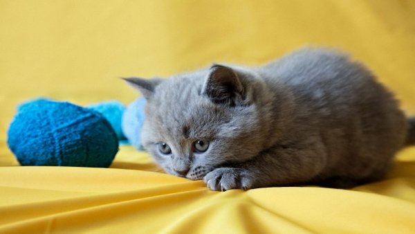 file_68687462