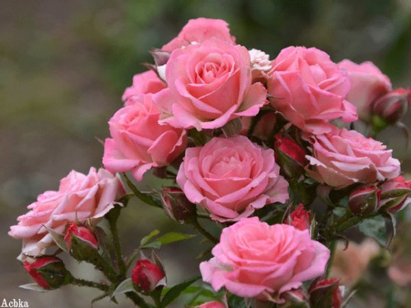 file_97410487