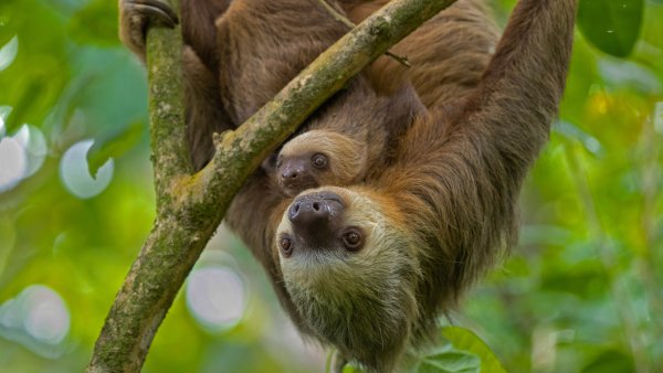 Всемирный день ленивца Коста-Рика Sloth Day UHD обои 4К